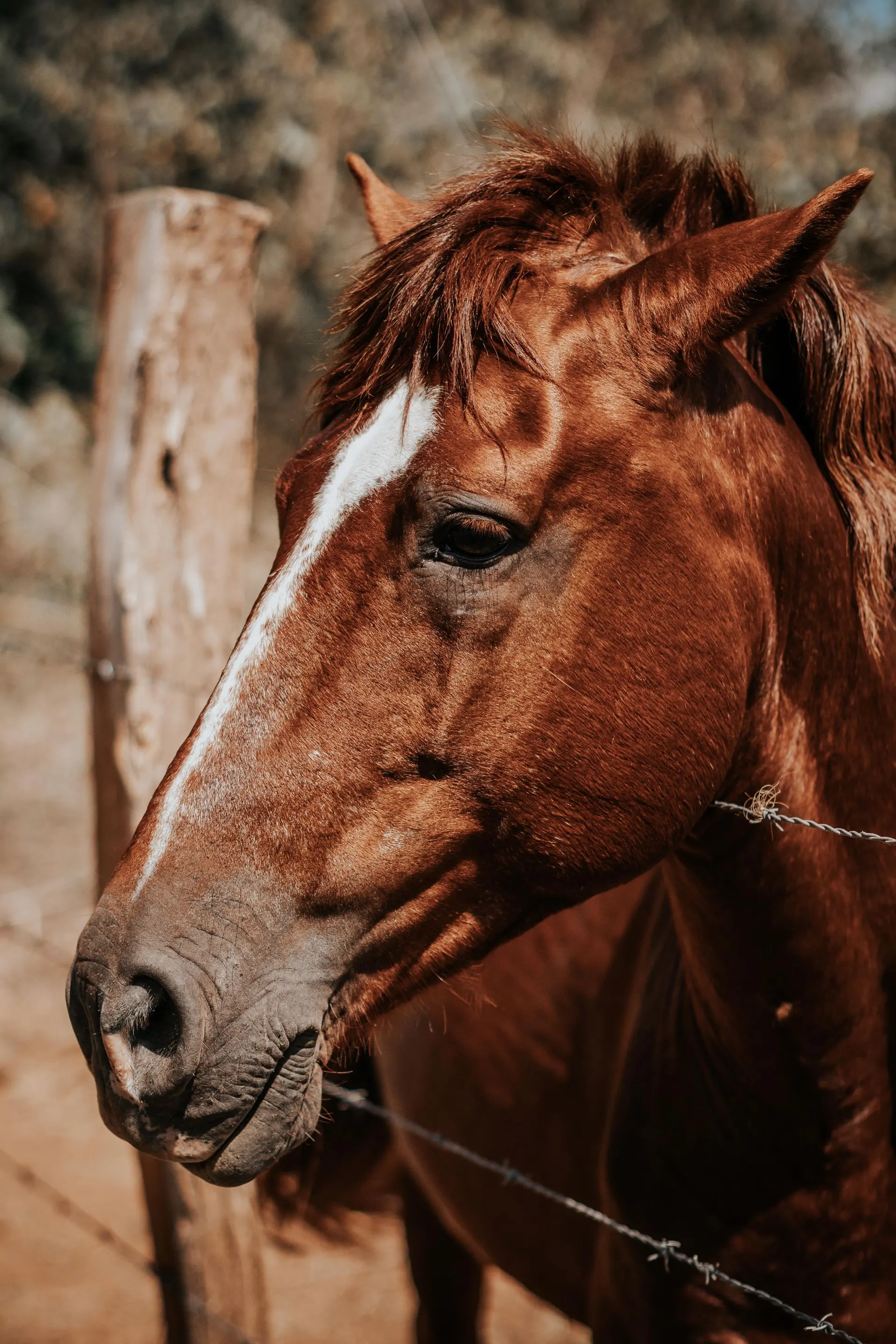 Horse close-up eye